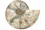 Cut & Polished Ammonite Fossil (Half) - Madagascar #233661-1